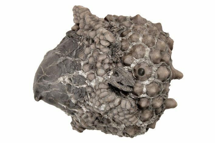 Fossil Crinoid (Gilbertsocrinus) and Gastropod (Platyceras) - Indiana #216142